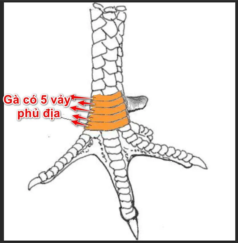 Gà có 5 vảy phủ địa quấn liên tiếp.