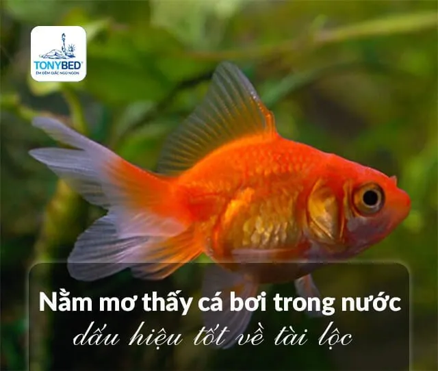 Mơ thấy cá bơi trong nước