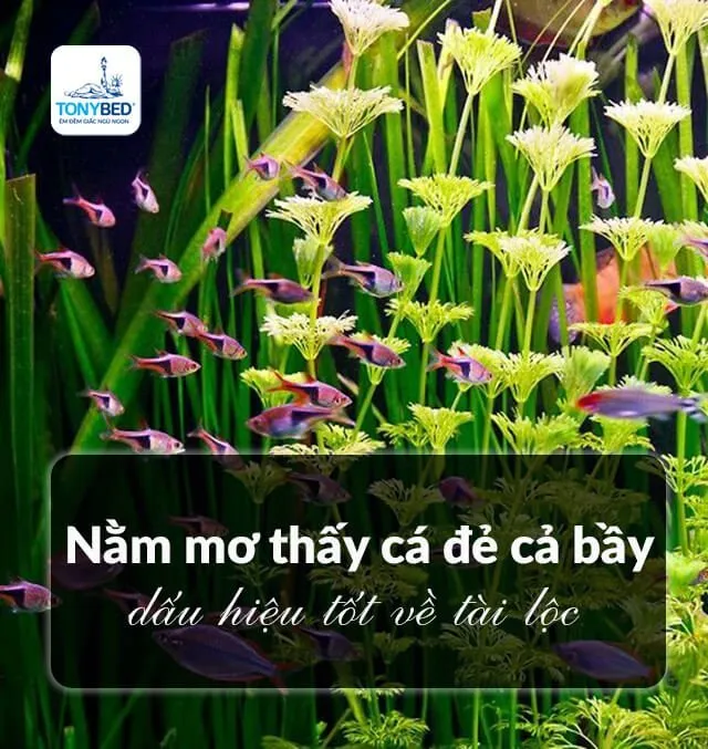 Mở thấy cá đẻ