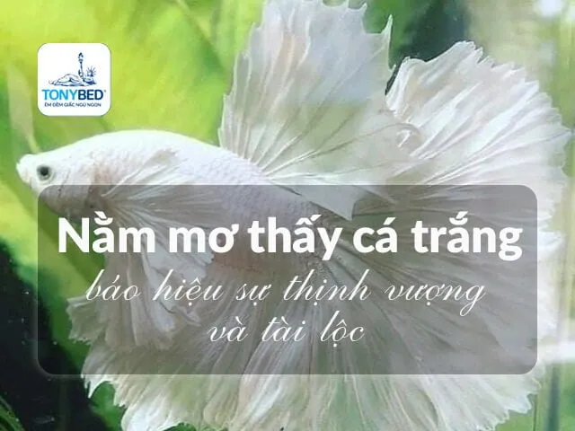 Mơ thấy cá trắng