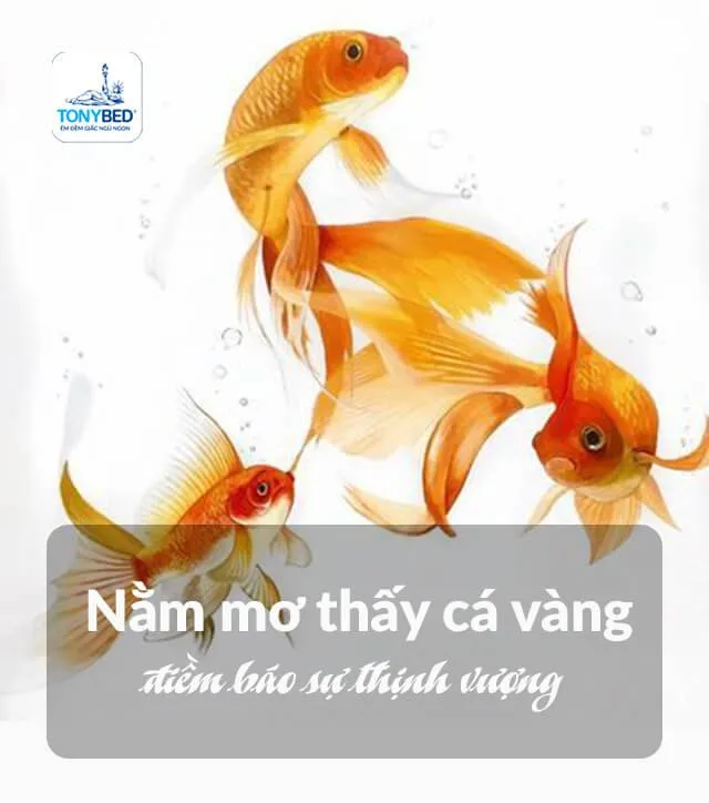 Nằm mơ thấy cá vàng