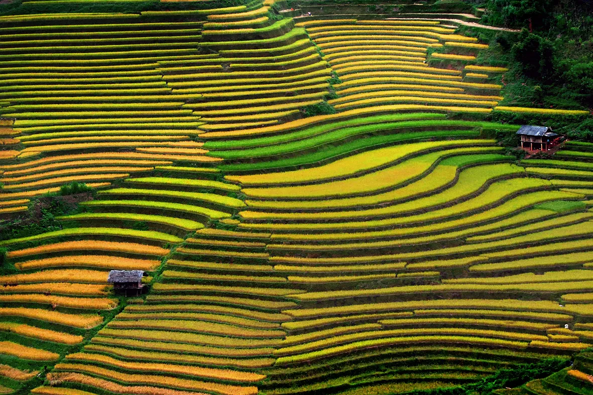 Ruộng bậc thang, Việt Nam