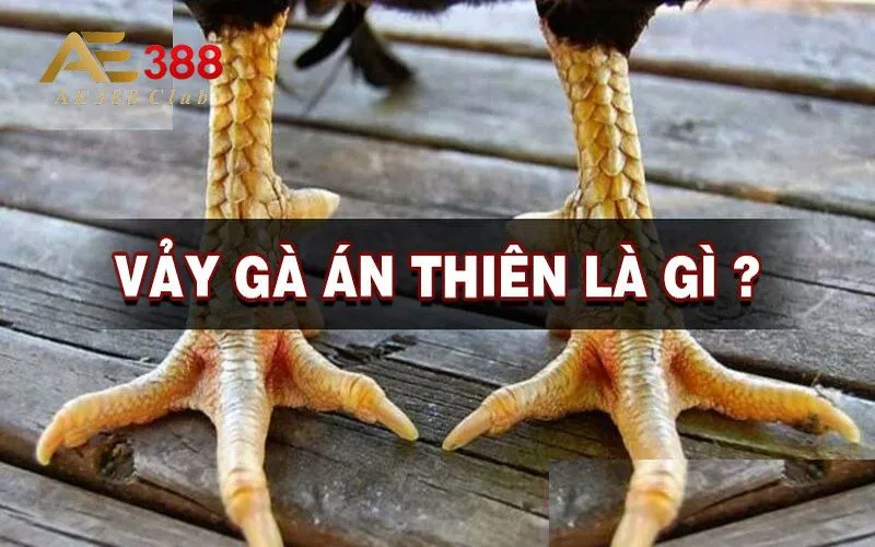 Vảy án thiên ở chân gà là gì?