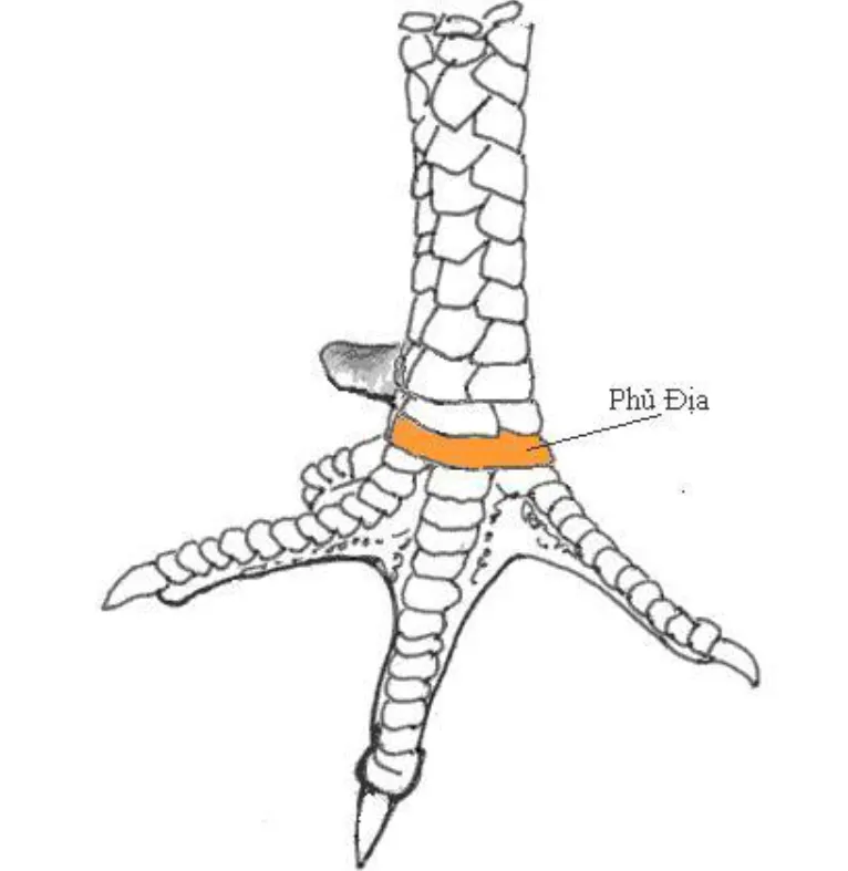 Vảy phủ địa thường